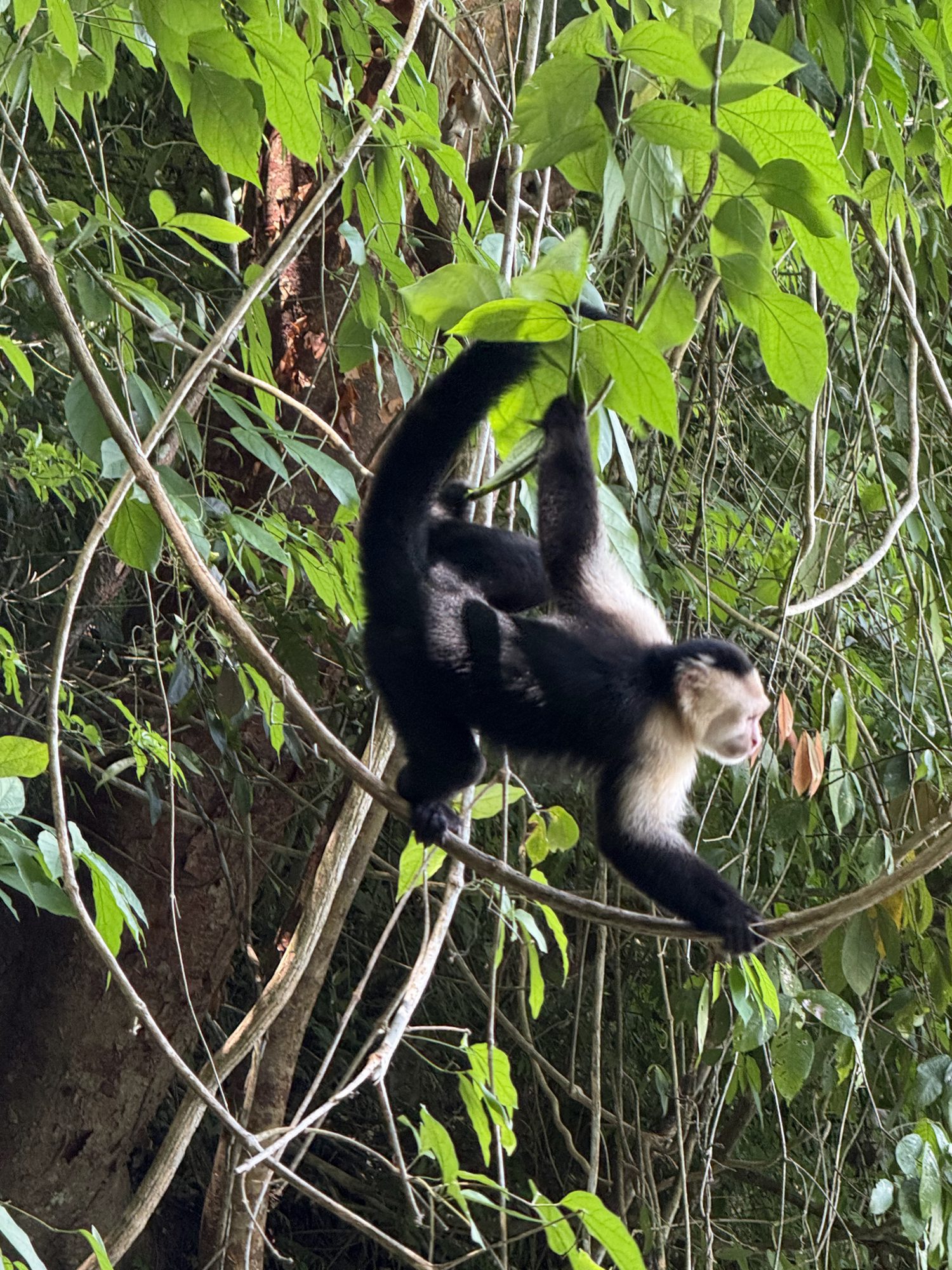A monkey in the Panama rainforest
